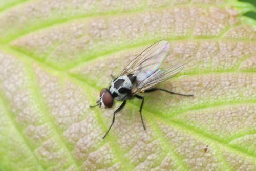 Réf. 257 003 : Anthomyia procellaris